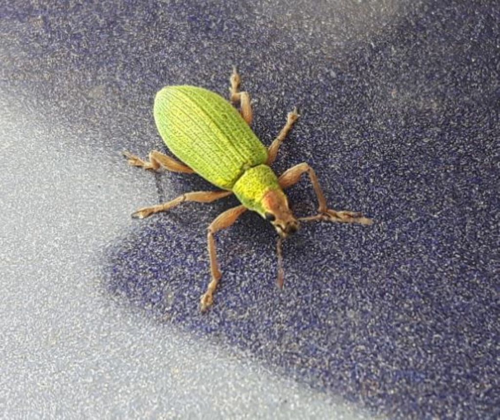 Curculionidae: Polydrusus (Eurodrusus) armipes